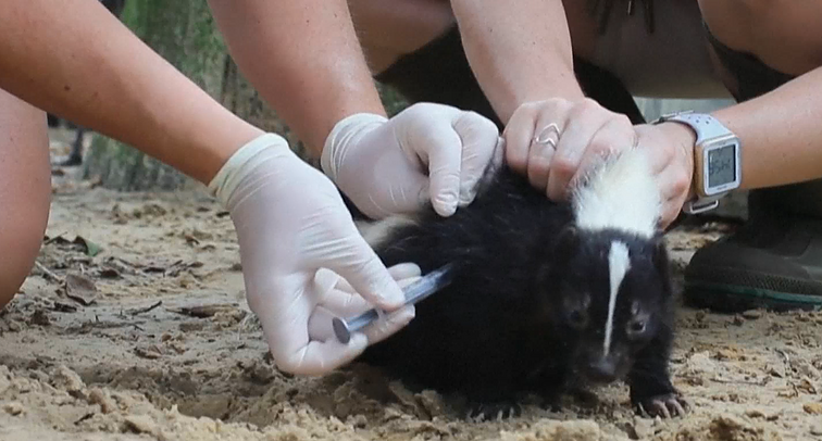Žinios. Vis daugiau zoologijos sodų gyventojų sulaukia COVID-19 skiepo: skiepijami eksprerimentine vakcina