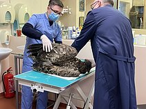 Rastas nusilpęs jūrinis erelis