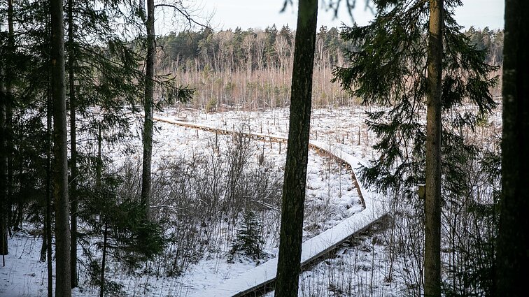 Pasivaikščiojimų maršrutui – žmogaus nepaliesta gamta: aplankykite Dubravos pažintinį taką