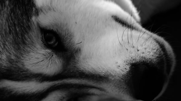 KLIPVID 2021. Gabrielė Vilkickytė – „Švelnumas“