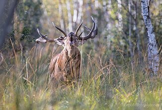 Taurusis elnias