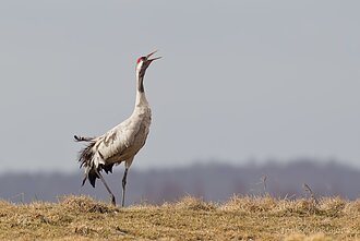 Gervė