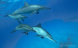 Delfinai