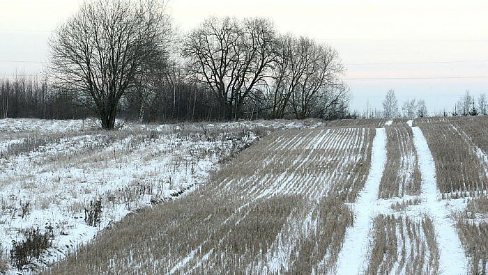 Permaininga žiema – nerimas ūkininkams: baiminamasi, kad paspaudus stipriam šalčiui gali būti prarasti pasėliai
