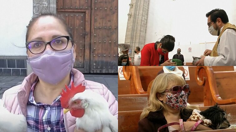 Mišios už gyvūnų gerovę: minint Šv. Antano mirties dieną, Meksikoje lankytojai į bažnyčią keliauja su augintiniais