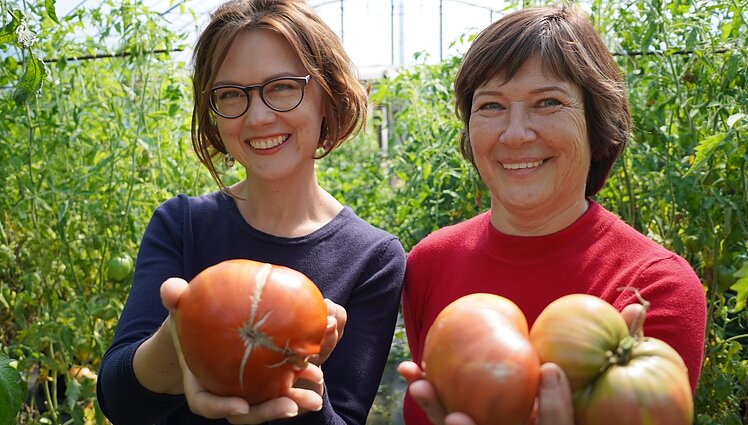 Kaip teisingai pasirinkti pomidorų veislę