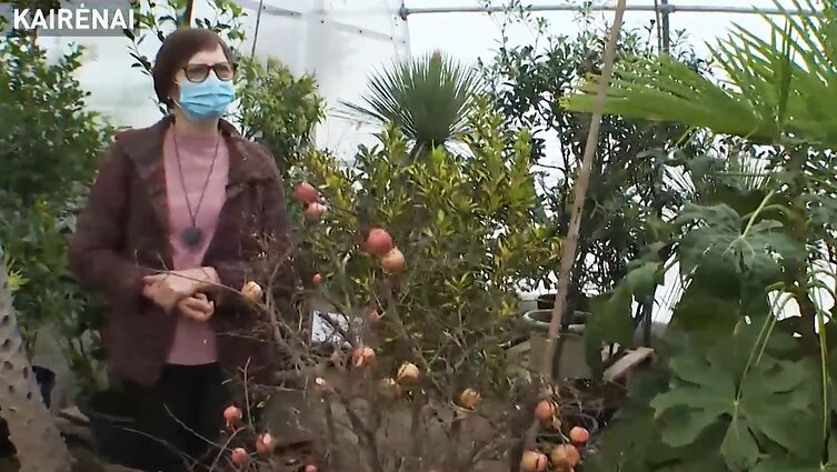 Kiekvienas galime turėti žiemos sodą namuose: specialistė pataria, kaip įsirengti ir kokie augalai jame klestės