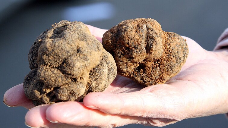 Prancūzijos trumų rinkoje – balanso paieškos: siekiama, kad trumai netaptų masinių produktų ingredientu