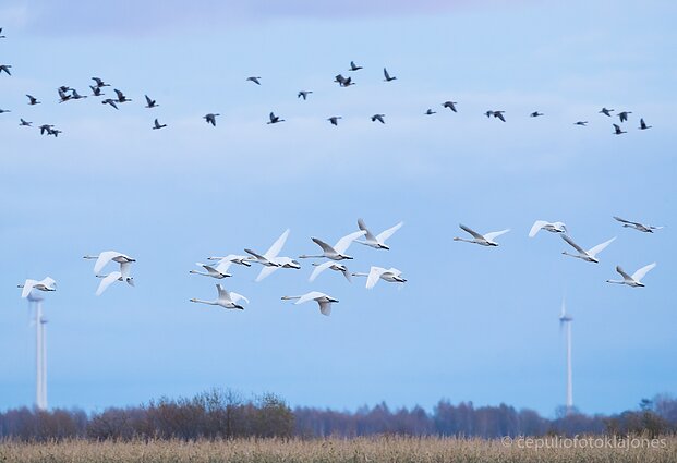 Migruojančios žąsys ir gulbės šalia vėjo jėgainės parko