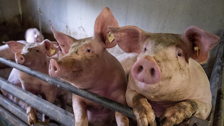 Žinios. Kiaulių augintojai skundžiasi, kad sektoriui yra iškilusi egzistencinė krizė ir daugumai gresia veiklos nutraukimas