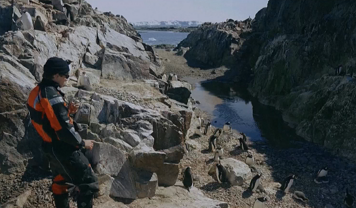 Į Antaridą – sekti pingvinų kolonijas: mokslininkai pagal šiuos gyvūnus sprendžia apie klimato kaitą