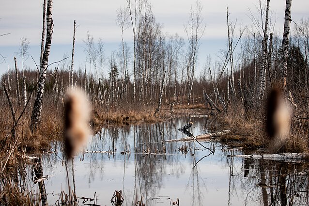 Pasaulinę pelkių dieną – kvietimas žygiuoti ir atrasti laukinį gamtos grožį: ūkinė veikla sparčiai naikina šiuos gamtos kampelius