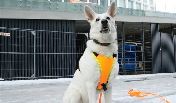 Kvapas gali tapti ir detektyviniu žaidimu: kaip treniruoti šuns uoslę ir kas yra mantrailingas?