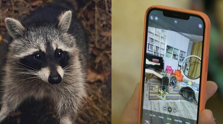 Neįprasta „Instaram“ žvaigždė: interneto sensacija tapo meškėnas Fritzis