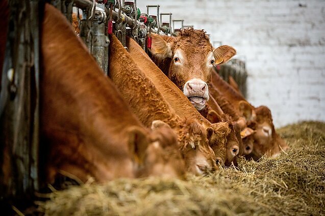 Žinios. Kinija sustabdė jautienos importą iš Lietuvos: pasak tarnybų, konkreti priežastis nenurodyta