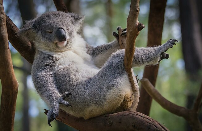 Koalos įtrauktos į nykstančių rūšių sąrašą: sterblinių žinduolių būrį išretino stichinės nelaimės