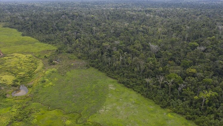 Žinios. Fiksuojama, jog Amazonės miškų Brazilijoje kirtimo mastas pasiekė naujas aukštumas
