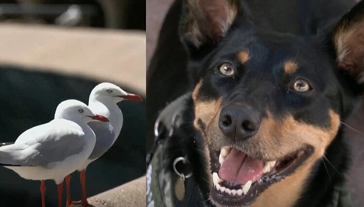 Plėšikaujančių paukščių problemai pasitelktas kūrybingas sprendimas – nenuoramas kirus tramdo keturkojai patruliai