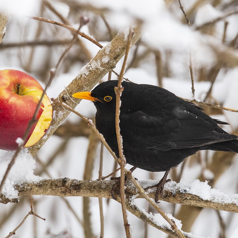 S.Paltanavičius, Strazdas ir obuolys
