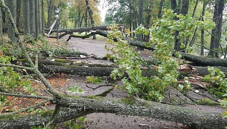 Kas ir kodėl? Kokiu sudurtiniu žodžiu vadinamas vėjo išverstas medis?