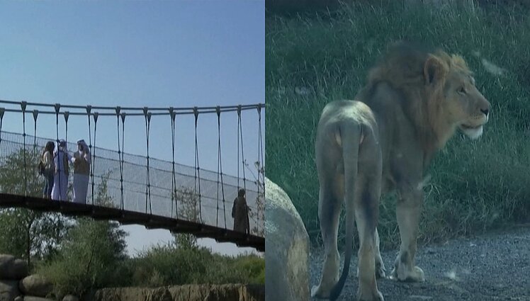 Safaris Jungtiniuose Arabų Emyratuose: lankytojai čia galės užsimiršti stebint laisvai klajojančius gyvūnus