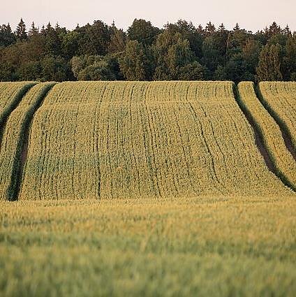 Gimtoji žemė. Ar IKOK reikalavimai taps dar vienu akligatviu žemdirbiams?