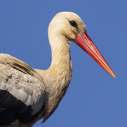 Gamta – visų namai. Gandrai jau skrenda namo. Kur jie dabar?