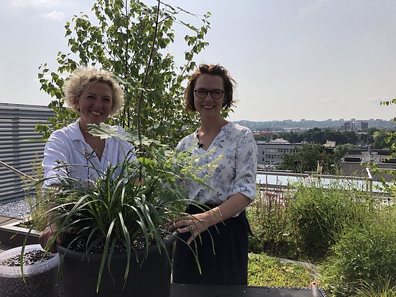 Čia mano sodas. Sodas ant stogo, pomidorų sėjos patarimai ir išmanioji laistymo sistema už 25 eurus