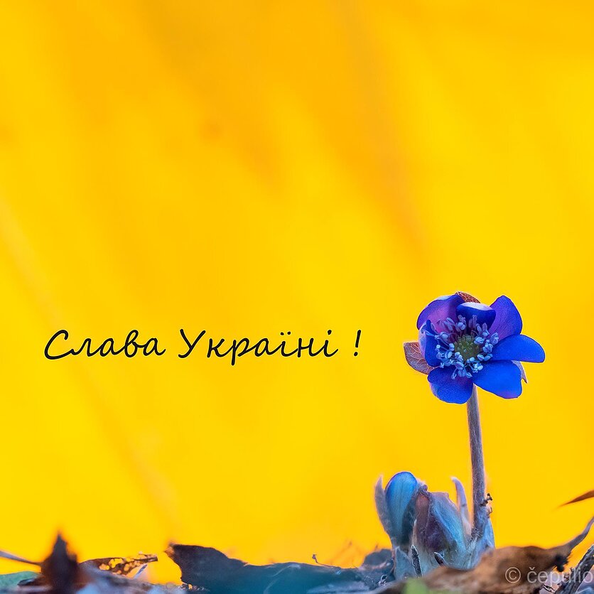 Man patinka džiazas. Man patinka ukrainiečių džiazas