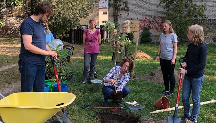 Mokomės sodinti dekoratyvius medžius