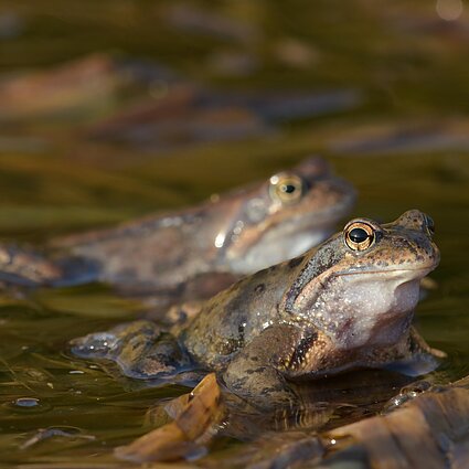 Gamta – visų namai. Apie varlių nerštą ir ne tik