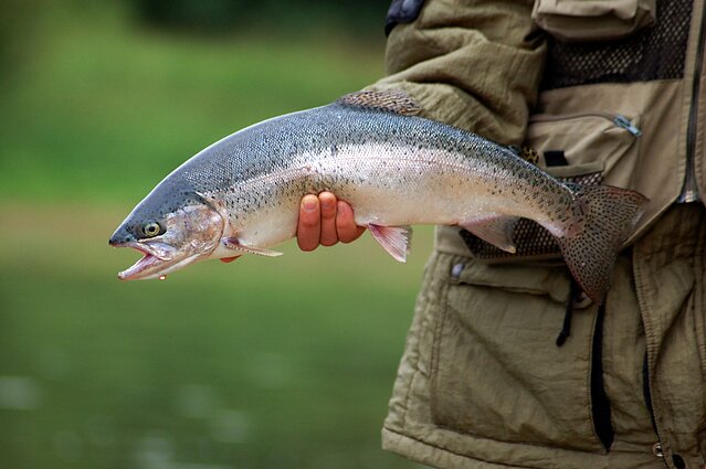Vaivorykštinis upėtakis