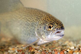 Vaivorykštinis upėtakis