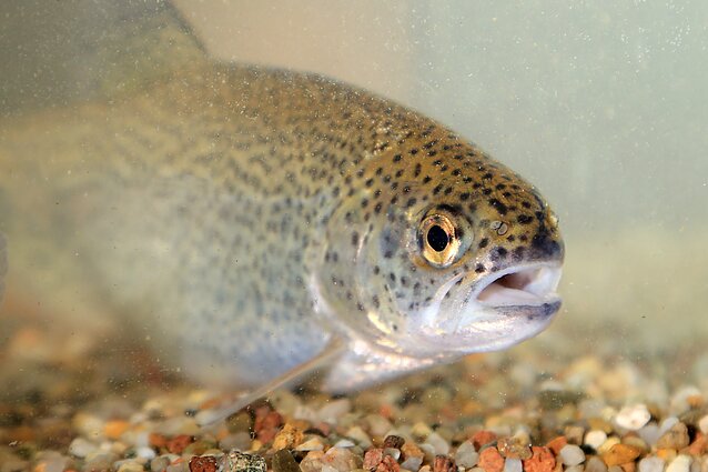 Vaivorykštinis upėtakis