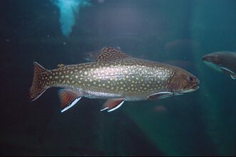 Vaivorykštinis upėtakis