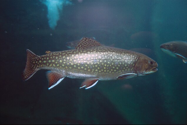 Vaivorykštinis upėtakis