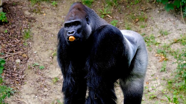 Smalsumo genas. Agresijos mechanizmai: kaip virstama žvėrimis