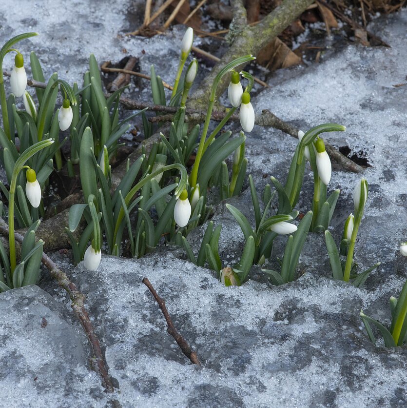 S.Paltanavičius, Snieguolės pro ledą