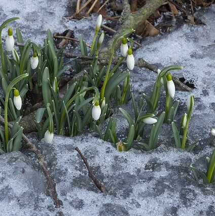 Gamta – visų namai. Aukštaitijoje - dar žiemiška,o Nemuno deltoje - paukščių metas