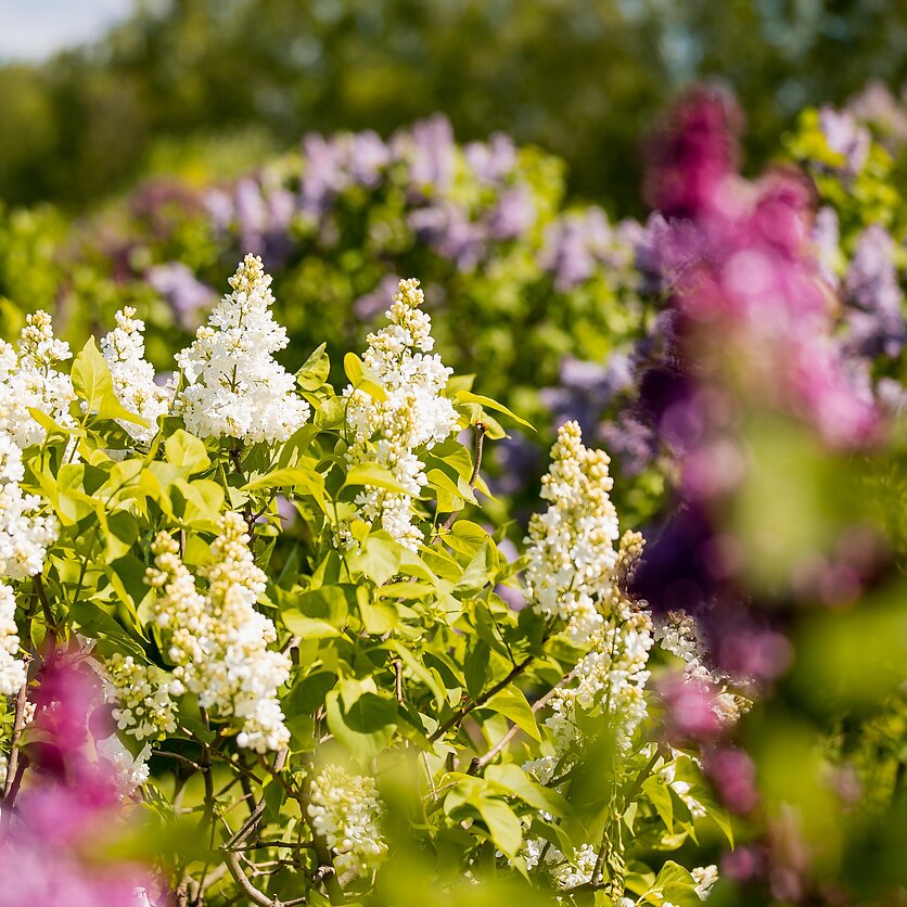 D. Umbraso  / LRT nuotr., Vilniaus universiteto botanikos sodas Kairėnuose