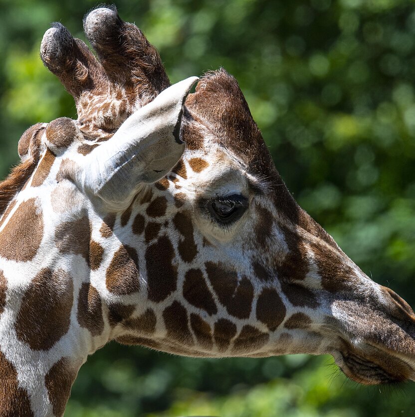 S.Paltanavičius, Žirafa zoologijos sode