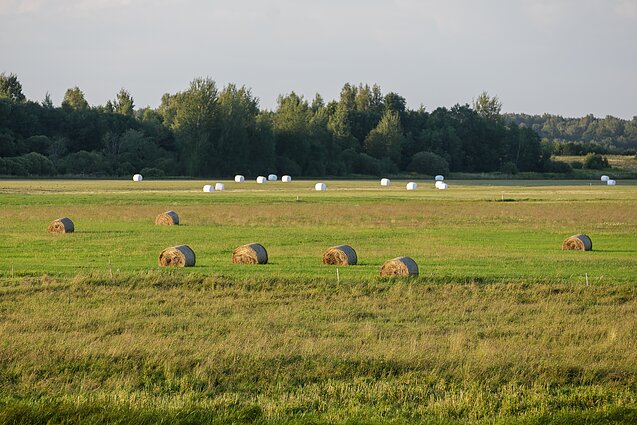 Žemės ūkis Žemės ūkis
