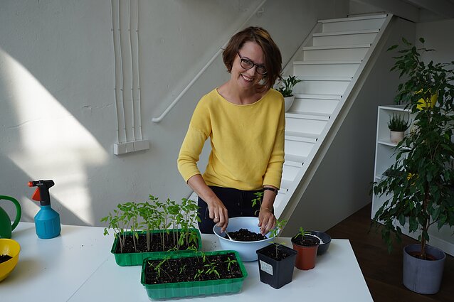 Kaip teisingai persodinti pomidorų daigus