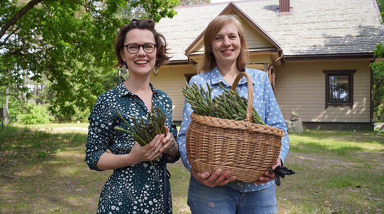 Tiesiam smidrams kelią į lietuvių daržus - kada ir kaip sodinti bei derlių nuimti