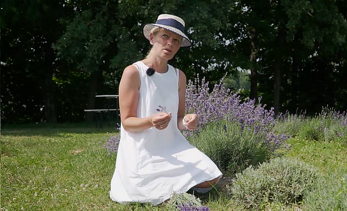 Dažniausios levandų augintojų klaidos