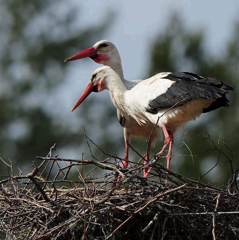 S.Paltanavičius, Gandrai baltieji