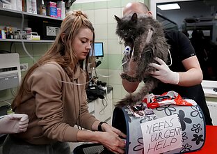 Lenkijoje gelbėjami Ukrainos gyvūnai