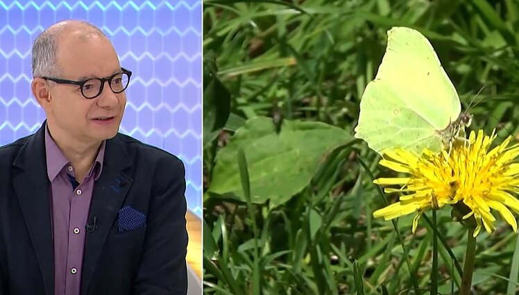 Ant pirmųjų pavasarinių žiedų jau tupia ir drugiai: nuostabą kelia iš žiemos miego nubudę sparnuočiai