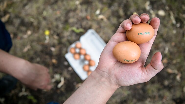 Šios Velykos bus brangiausios per pastaruosius 5 metus: produktų kainos senosios ribos gali nepasiekti net per akcijas