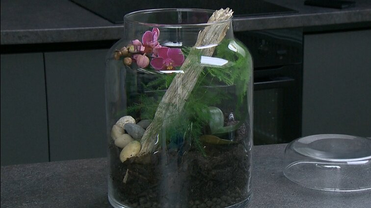 Belaukiant žydėjimo lauke, floristė siūlo pasigaminti florariumą – augalui namus suteikti stikliniame inde